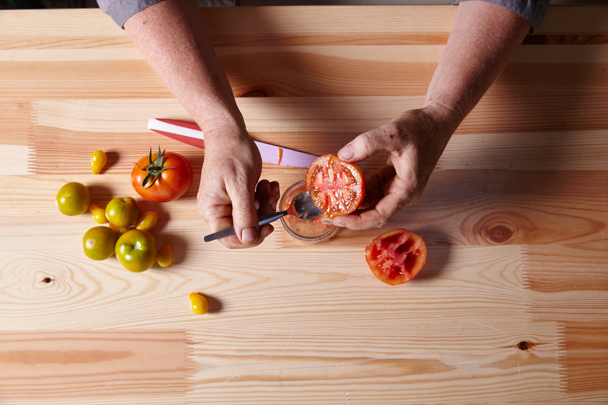 Saatgutgewinnung bei Tomaten