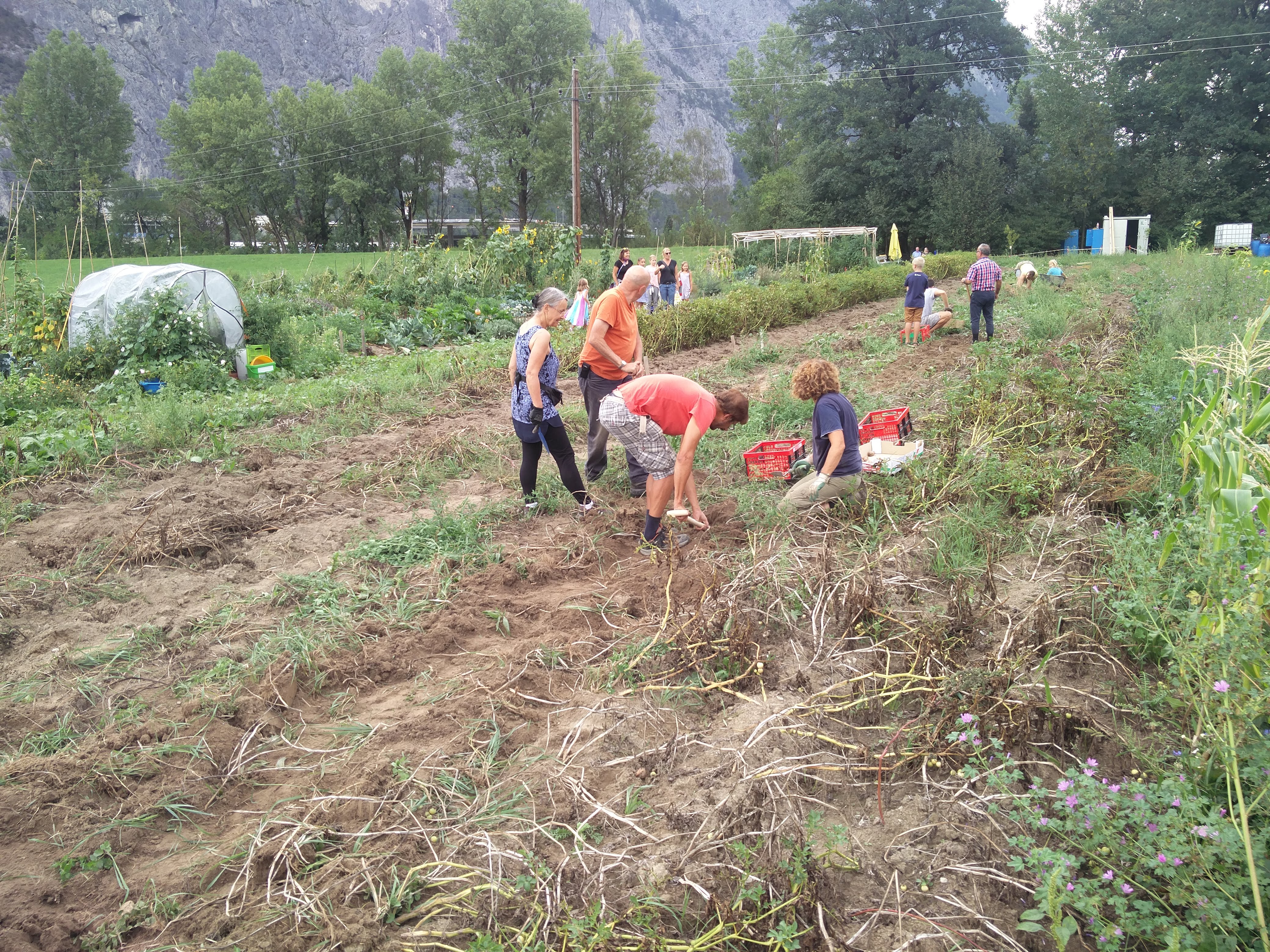 Gemeinsame Ernte der Erdäpfel