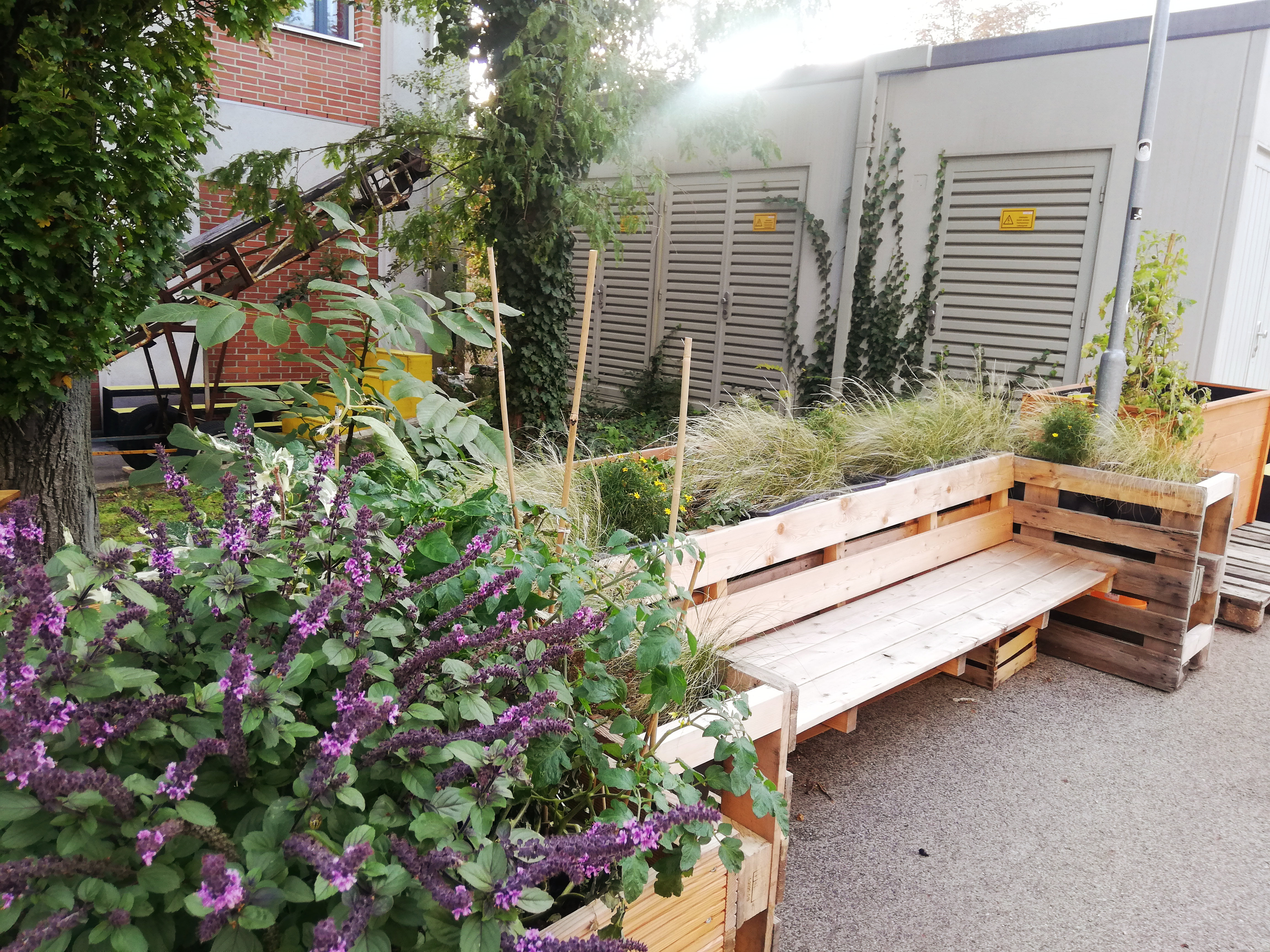 Sitzmöbel aus Holz mit integrierten Pflanzkästen, Staudenbasilikum, Gräser