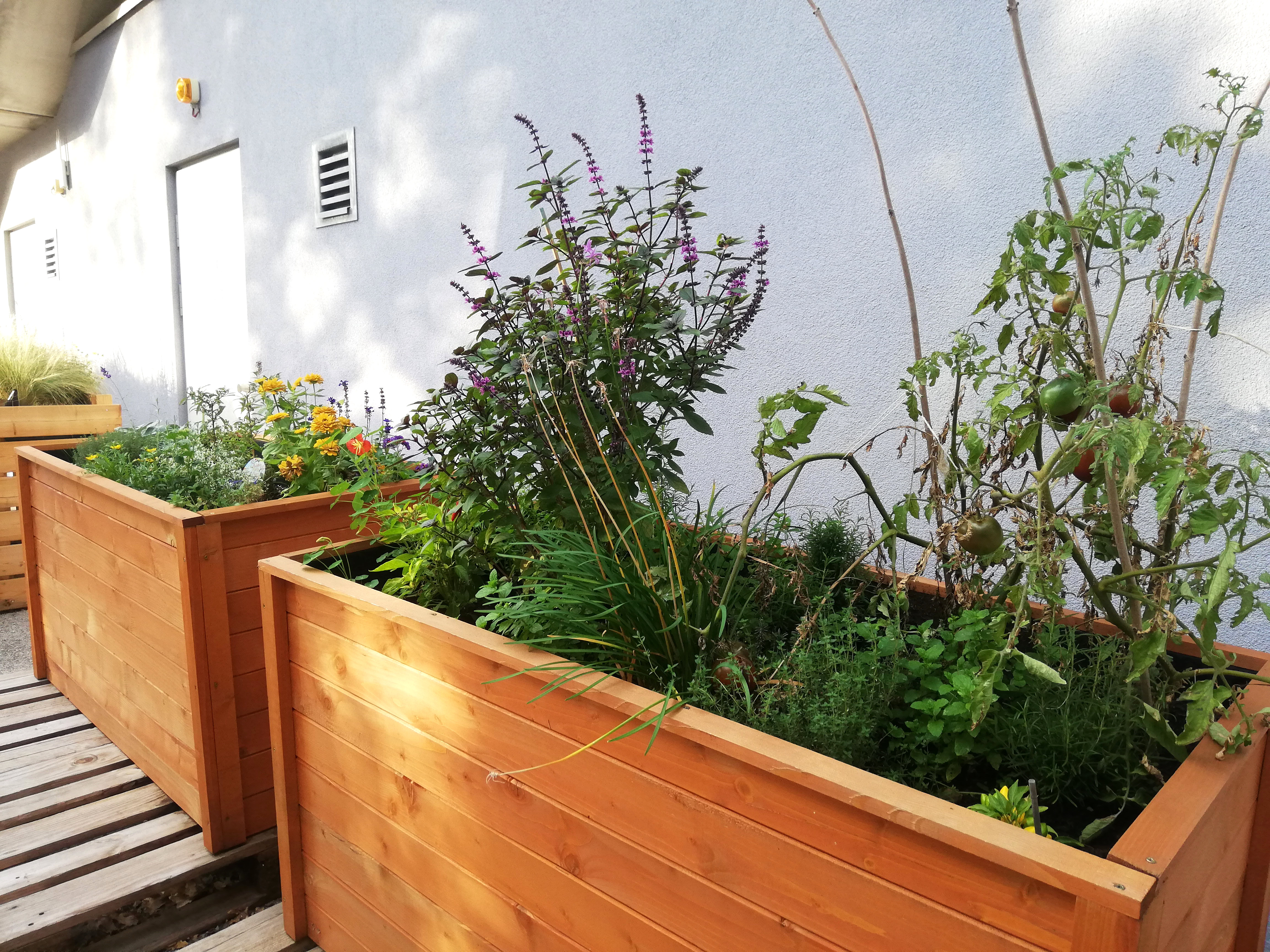 Hochbeete mit Tomaten, Kräutern, Kapuzinerkresse