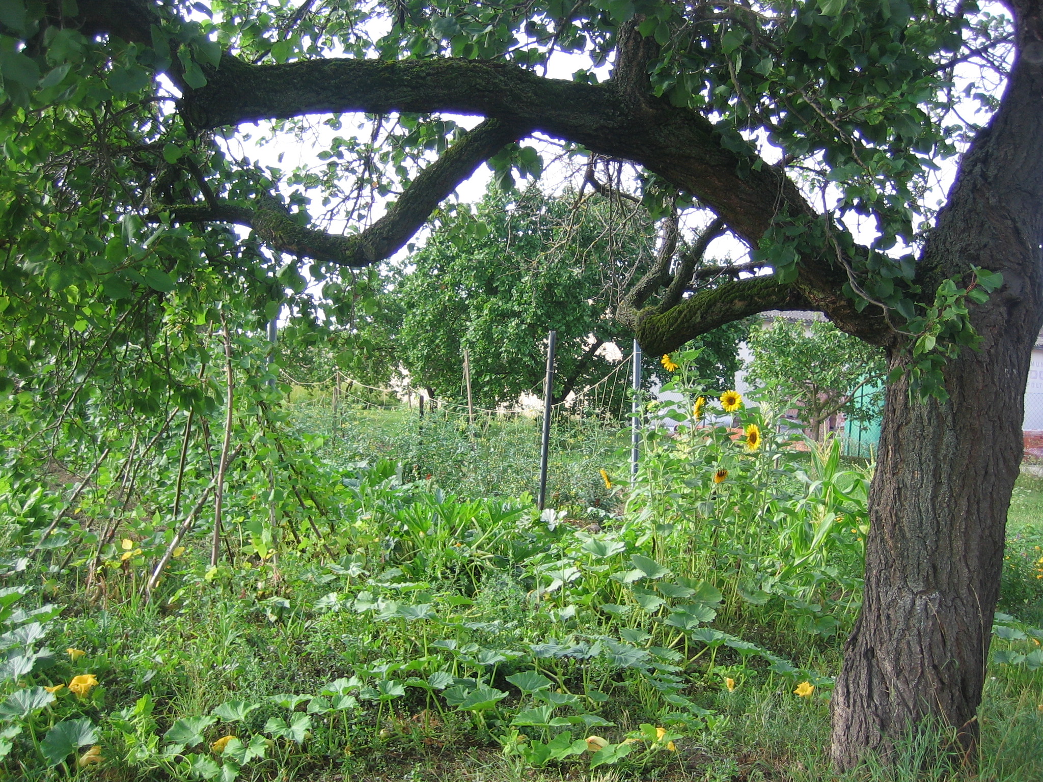 Gemüse, Blumen und Marillen