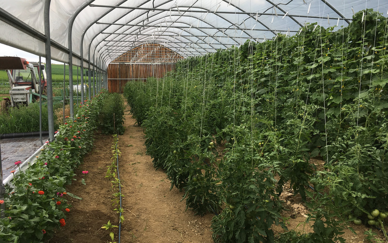 Folientunnel ©Ackerschön