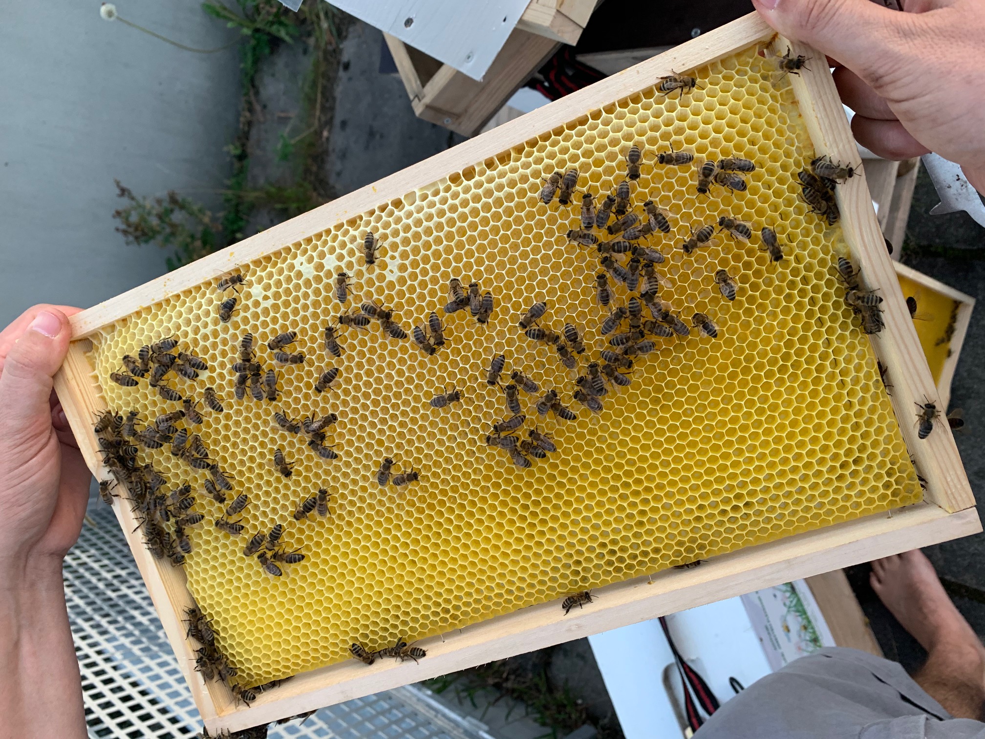 Unsere fleißigen Dachbienen