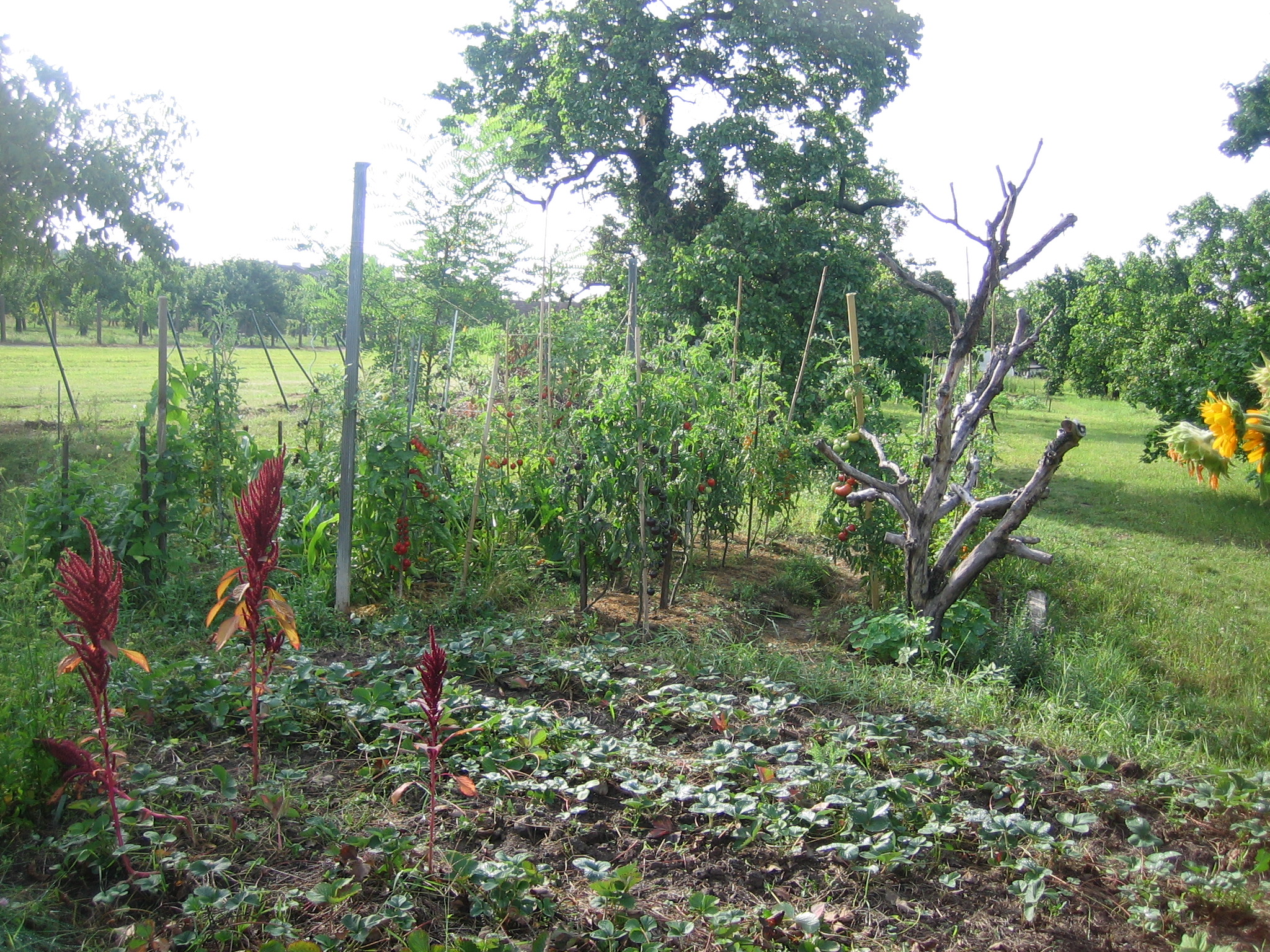 Erdbeeren, Tomatenvielfalt