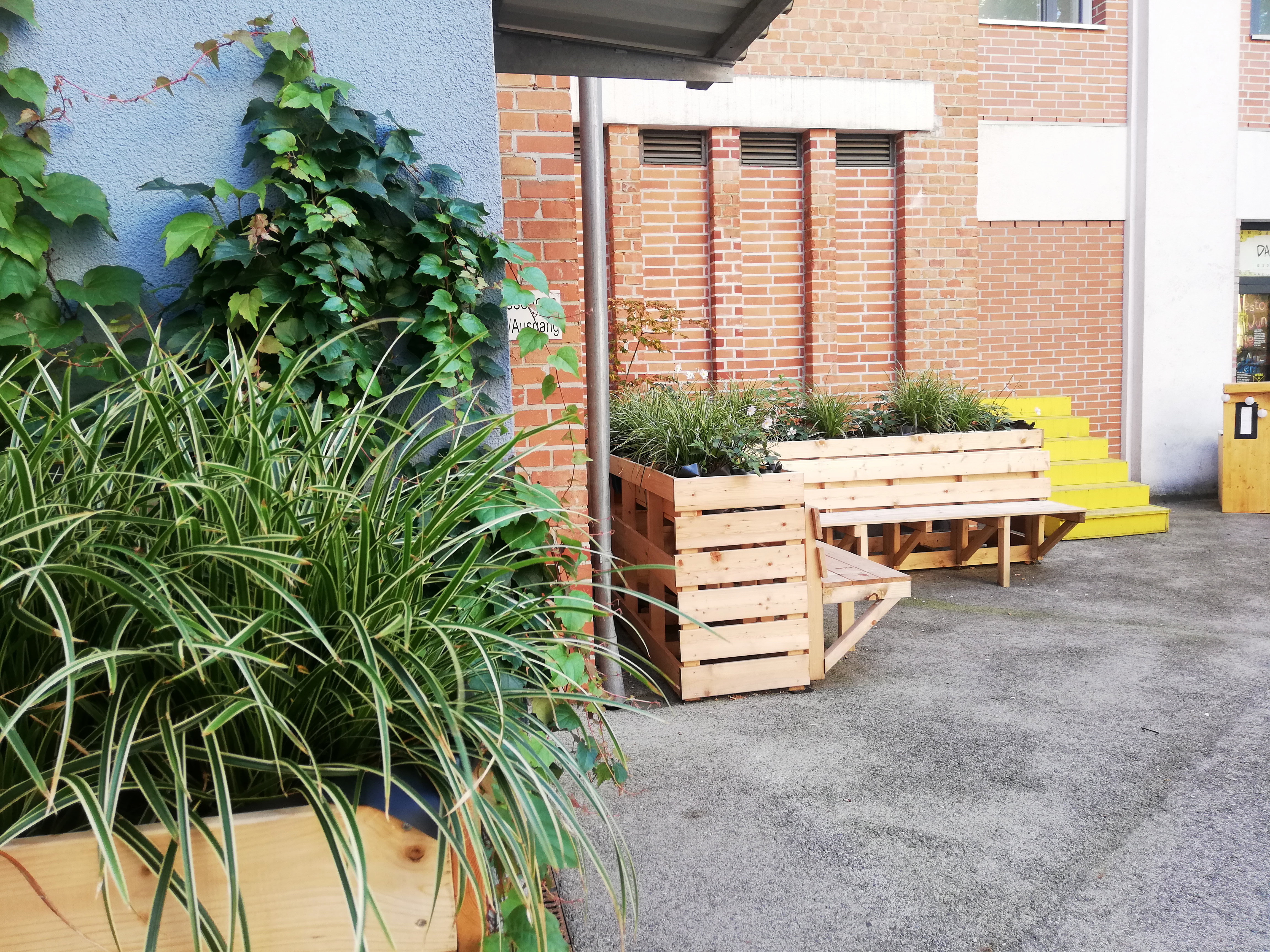 Nahaufnahme Gräser und wilder Wein