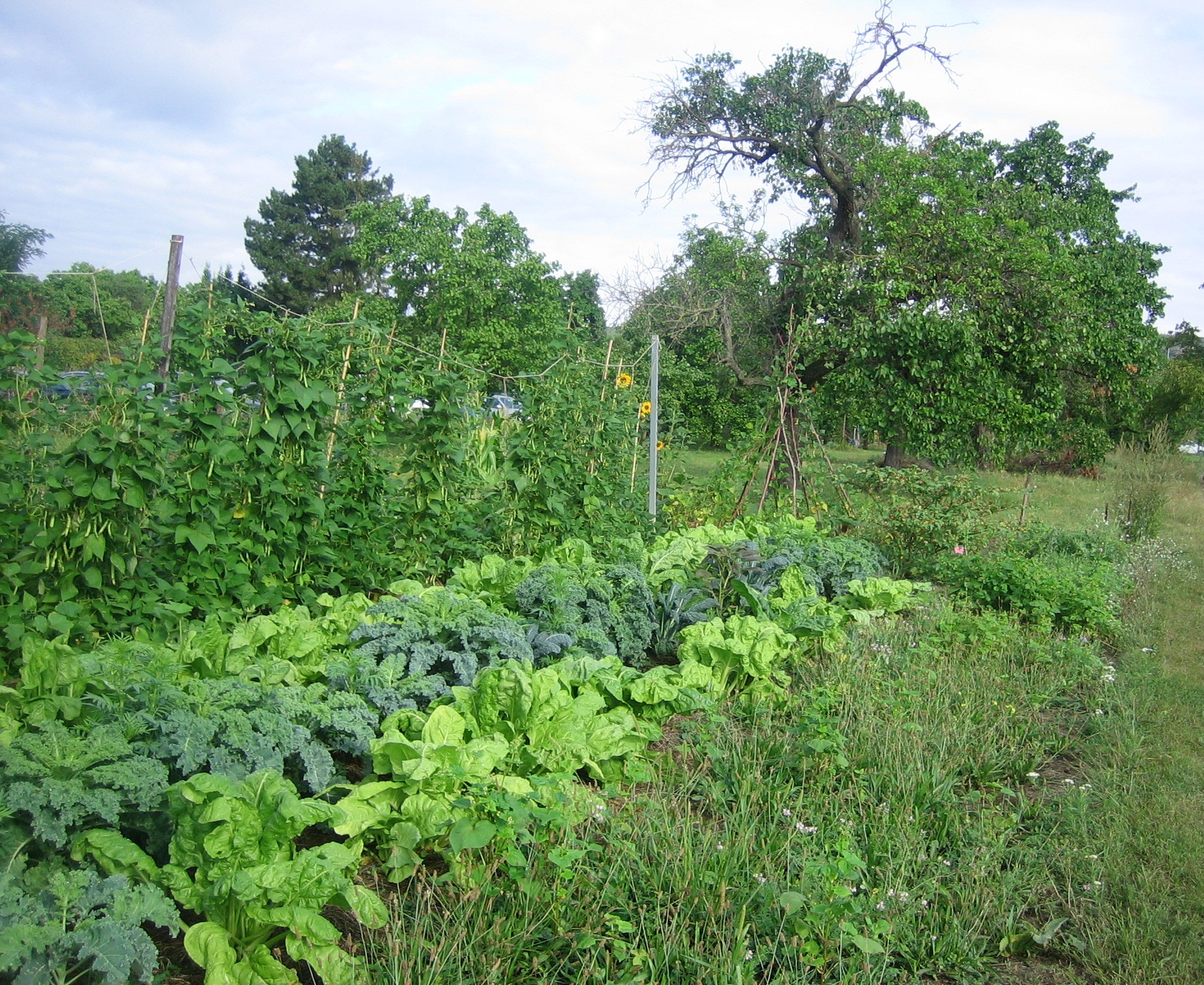 Vielfalt im Obstgarten