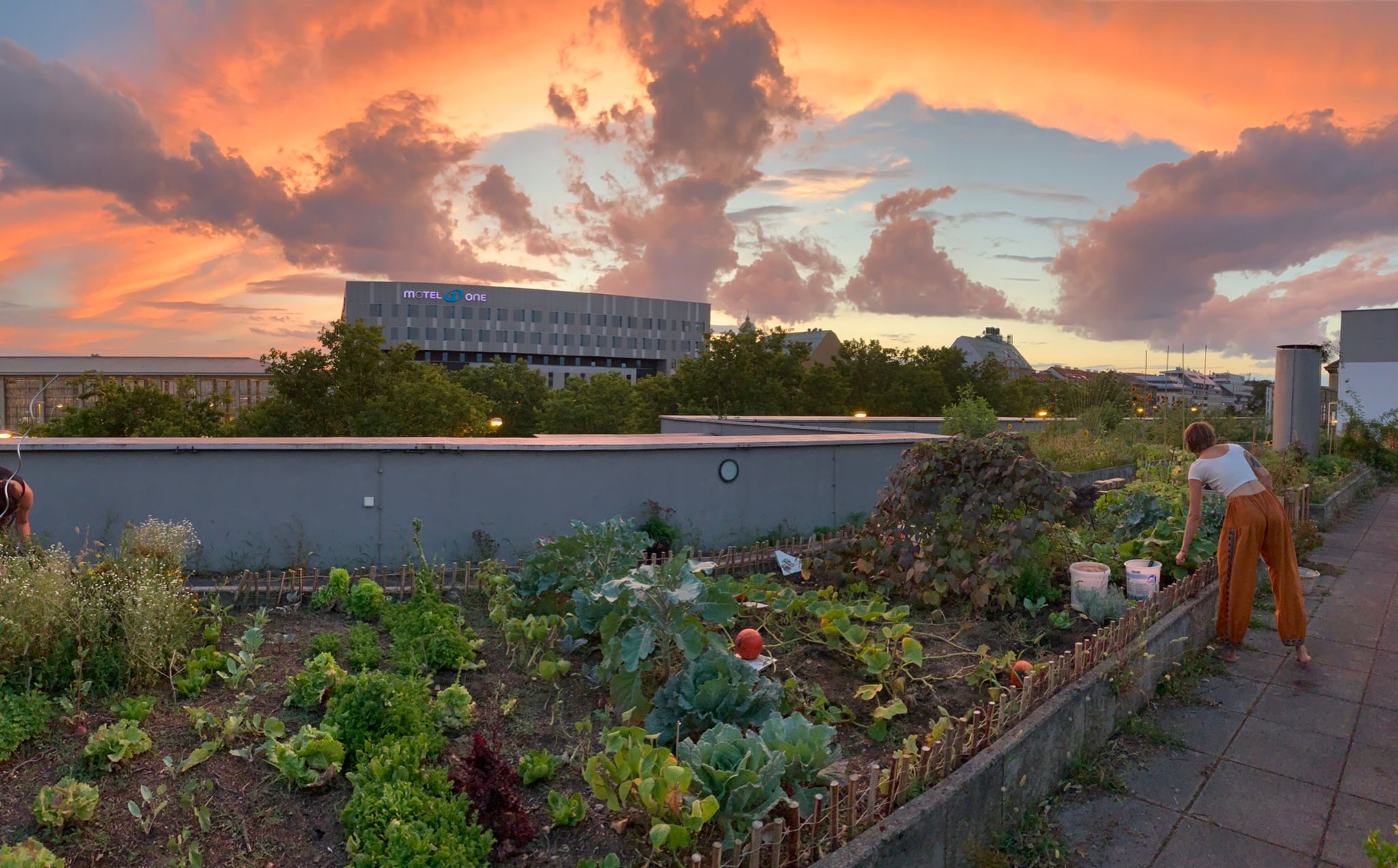 Die Wiener Dachfarm im Abendrot