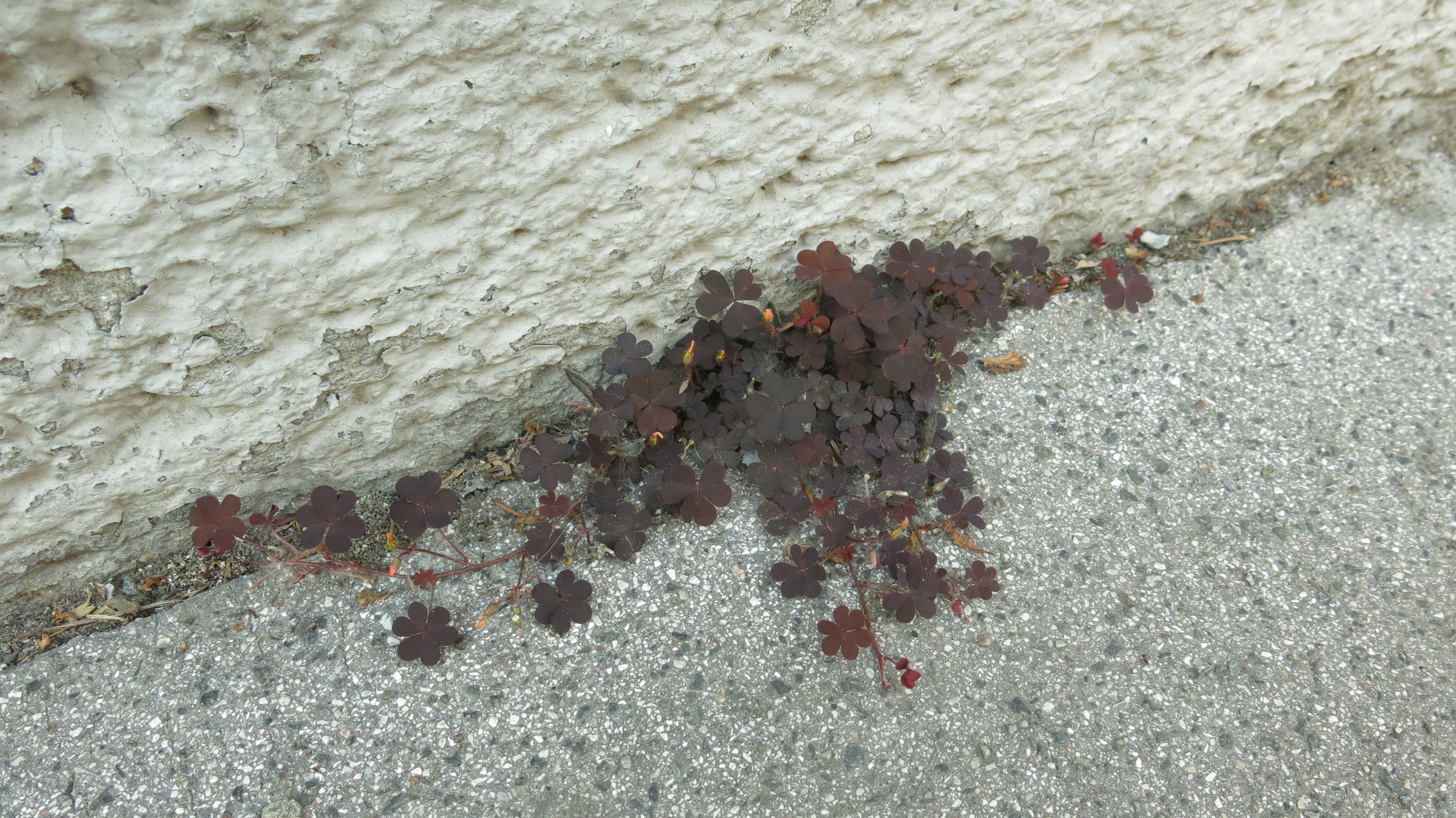 roter Sauerklee aus einer Ritze zwischen Mauer und Gehsteig, 1150 Wien