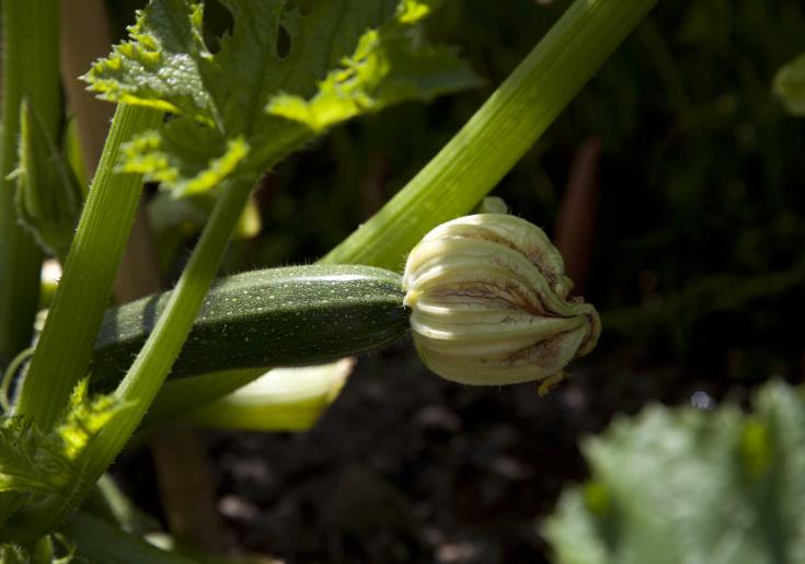 Zucchini ©Anna Lena Zintel