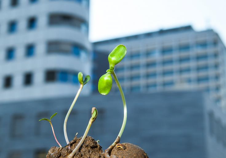 seedballs keimen © Astrid Knie
