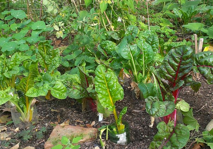 Mangold ©Gartenpolylog