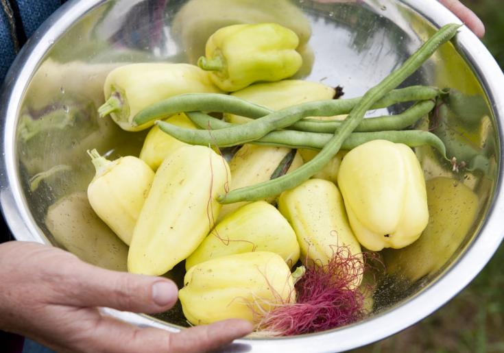 Paprika und Bohnschoten ©Delang