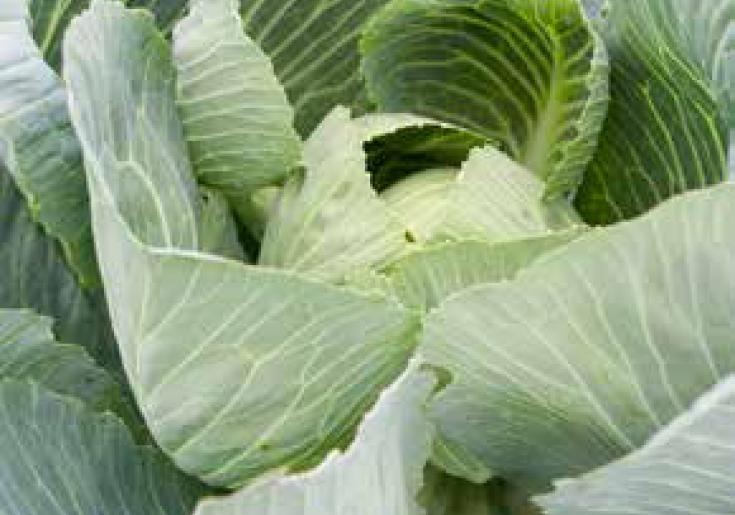 DIin Cordula Fötsch