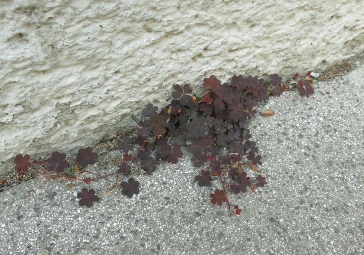 roter Sauerklee aus einer Ritze zwischen Mauer und Gehsteig, 1150 Wien